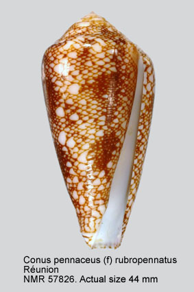Conus pennaceus (f) rubropennatus.jpg - Conus pennaceus (f) rubropennatusMotta,1982